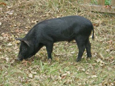 Mulefoot Pigs Prefer Hackberries and Grass Image